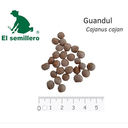 GUANDÚL (SEMILLA)