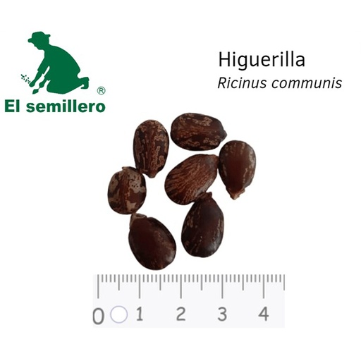[FO145] HIGUERILLA (SEMILLA)