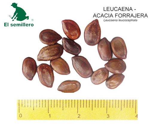 LEUCAENA A. FORRAJERA (SEMILLA)