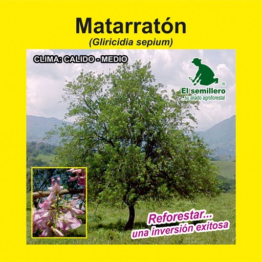 MATARRATÓN (SEMILLA)