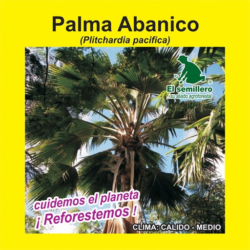 PALMA ABANICO (SEMILLA)