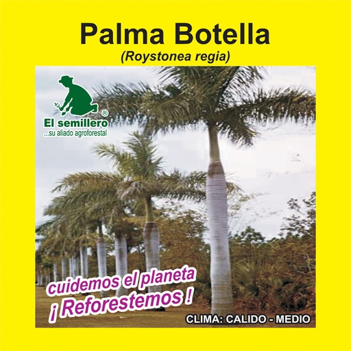 PALMA BOTELLA (SEMILLA)