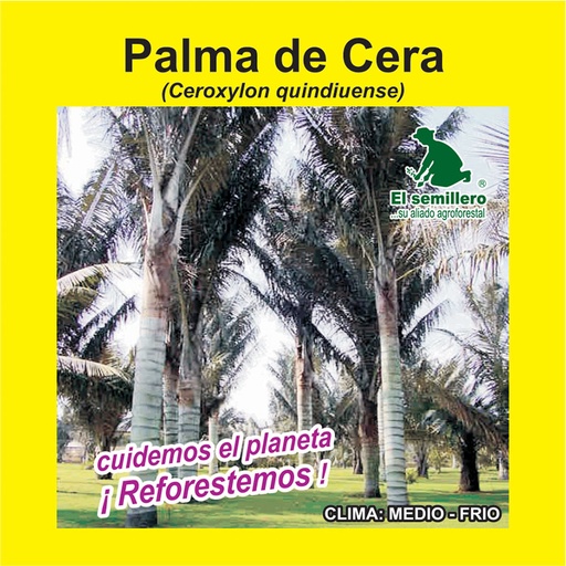 PALMA DE CERA (SEMILLA)