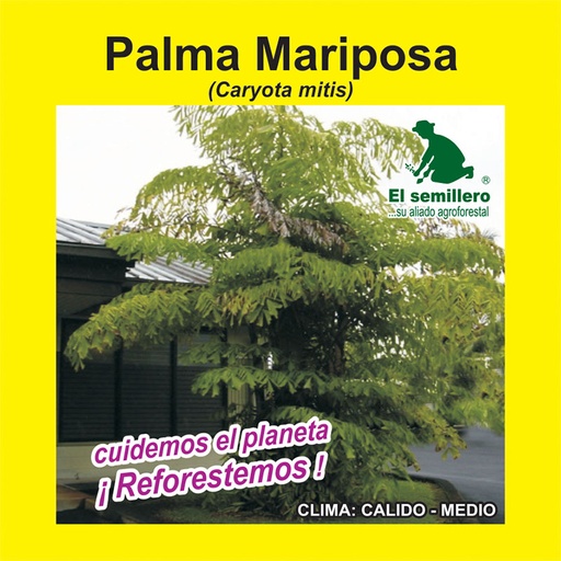 PALMA MARIPOSA (SEMILLA)