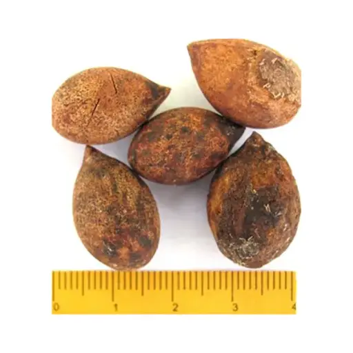 [FO228] PINO ROMERÓN (SEMILLA)