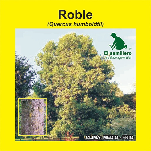 [FO233] ROBLE (SEMILLA)