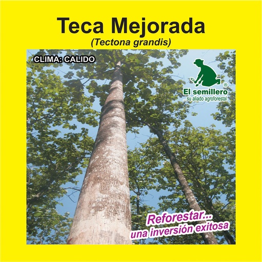 TECA ESCARIFICADA RODAL SEMILLERO (SEMILLA)
