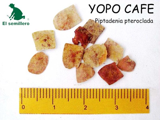 YOPO CAFÉ (SEMILLA)