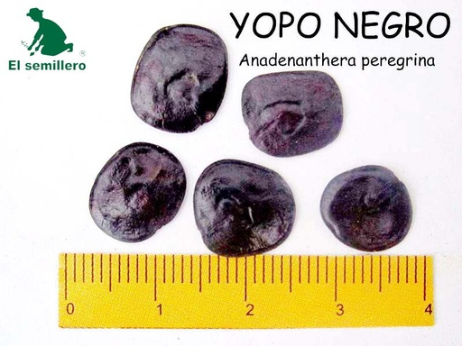 YOPO NEGRO (SEMILLA)
