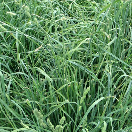 [PF2] PASTO AZUL ORCHORO BOLSA X 2 LIBRAS (SEMILLA)