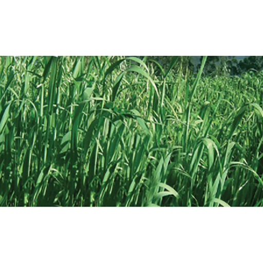 [PF5] AVENA FORRAJERA CAYUSE BOLSA X 2LB AMERICANAS  (SEMILLA)