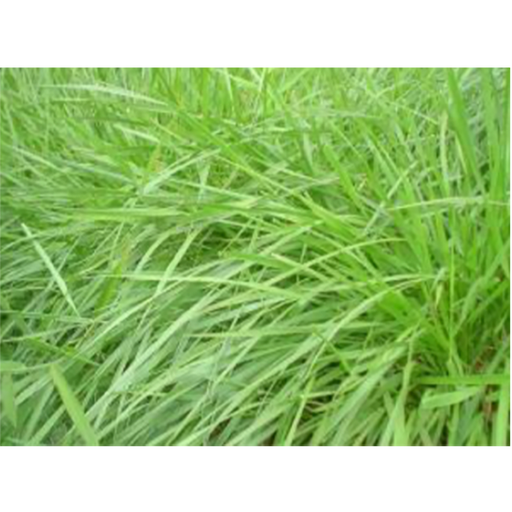 [PF15] PASTO BRACHIARIA DICTYONEURA DESNUDA X KG (SEMILLA)