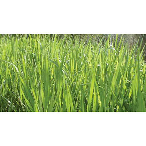 [PF19] PASTO  BRACHIARIA BRIZANTA TOLEDO X KG (SEMILLA)