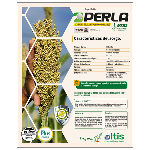 [PF42] SORGO 9782P FORRAJERO X KG (SEMILLA)