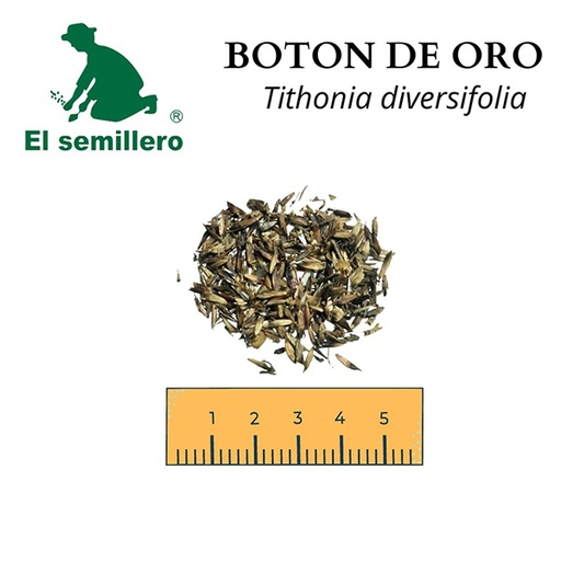 BOTON DE ORO (SEMILLA)