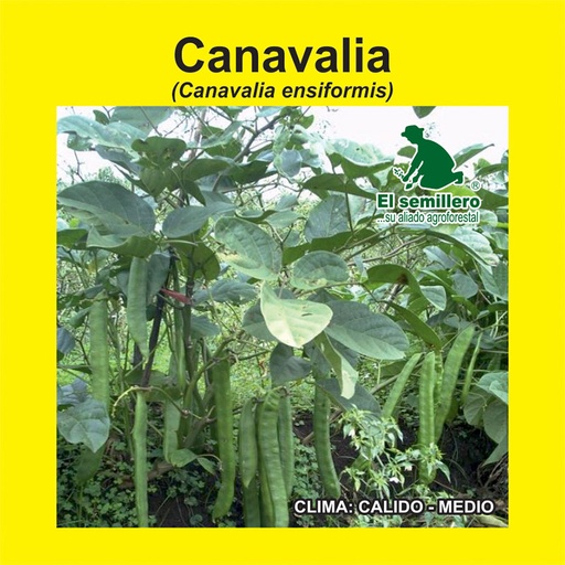 CANAVALIA (SEMILLA)