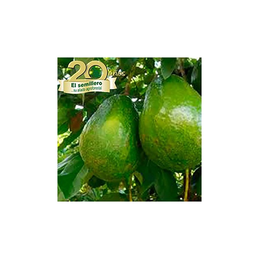 [FR1] AGUACATE (SEMILLA)