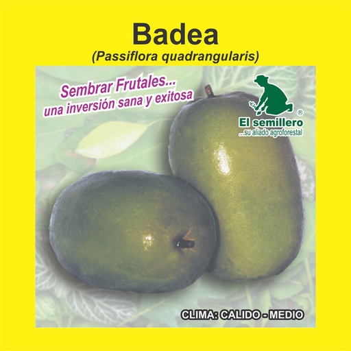 BADEA (SEMILLA)