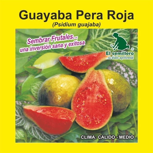 GUAYABA PERA ROJA (SEMILLA)