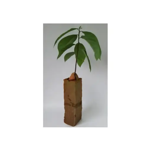 [EA6] MEDIO DE PROPAG VEGETAL ULTRA 6.5*6.5*24,5 X Caja