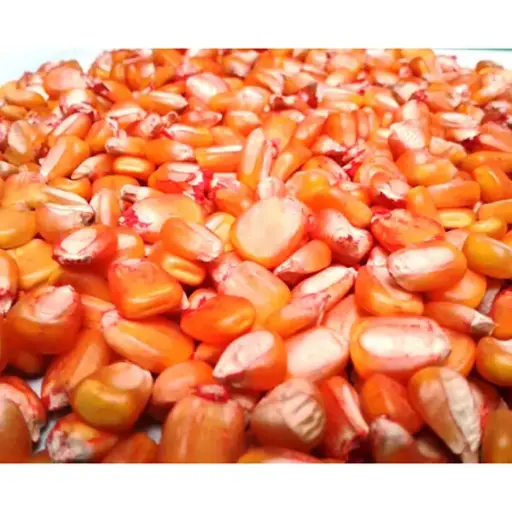 [AG15] MAIZ ICA V-305 x KG (SEMILLA)