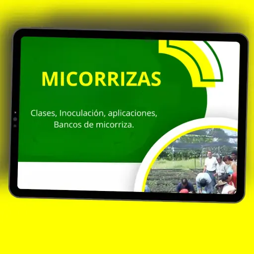 [C07] LAS MICORRIZAS 🌱🌳🤠