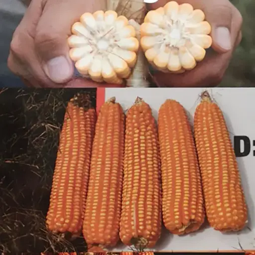 [AG4] MAIZ ATL 400 (4x4) x KG (SEMILLA)MAIZ bulto x 60.000 semilas