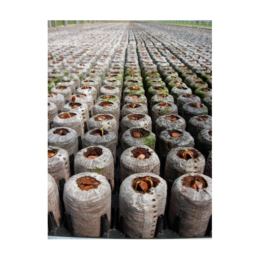 [BA32] JIFFYS PELLET 36x100 mm Bolsa x 24 unidades