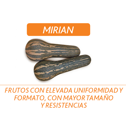 [HH3] AHUYAMA HIBRIDA MIRIAN 1000 SEMILLAS