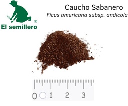 [246] CAUCHO SABANERO (SEMILLA)