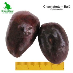 [281] CHACHAFRUTO - BALU