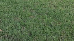 [369] GRAMA BERMUDA GRASS X 454GR (SEMILLA)