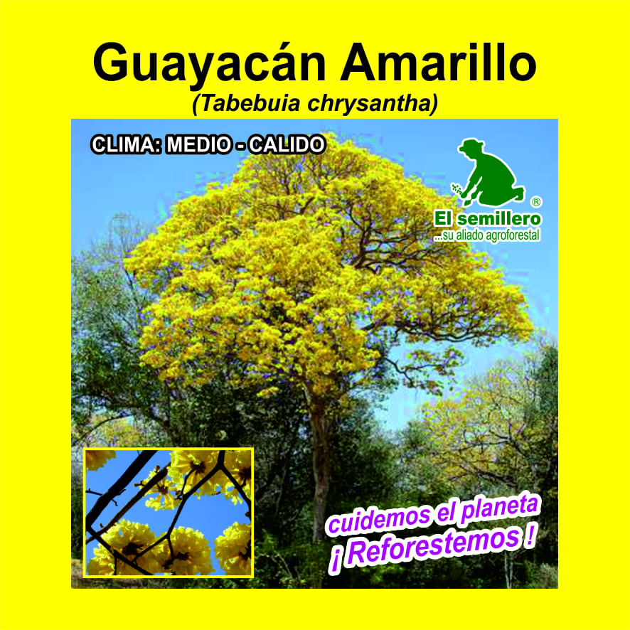 GUAYACAN AMARILLO (SEMILLA)