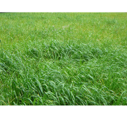 [560] PASTO RYE GRASS BESTFOR x 50 LB