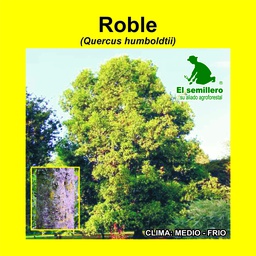 [762] ROBLE (SEMILLA)