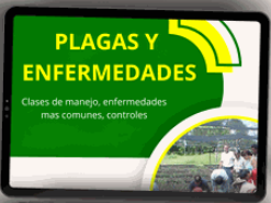 PLAGAS Y ENFERMEDADES EN VIVERO FORESTAL 🌱🌳🤠 - CURSO EN VIVEROS FORESTALES