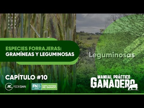 Especies Forrajeras: gramíneas y leguminosas