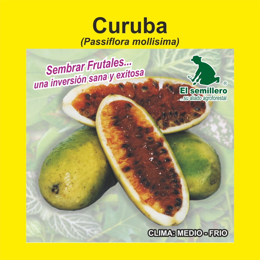 Curuba