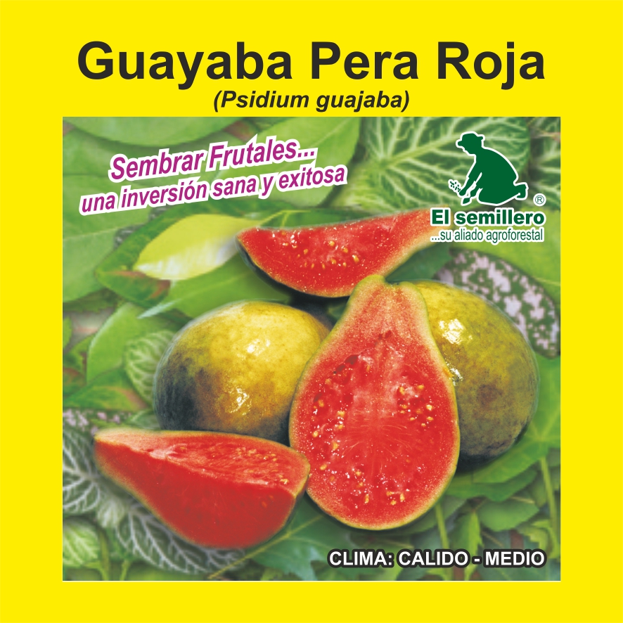 Guayaba Pera Roja