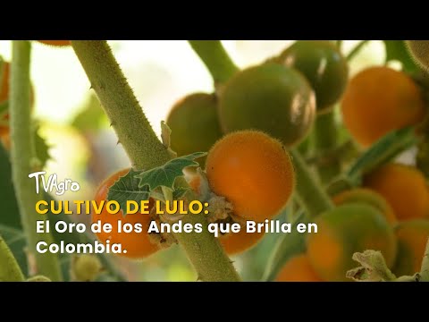 Cultivo de Lulo: El Oro de los Andes que Brilla en Colombia - TvAgro por Juan Gonzalo Angel