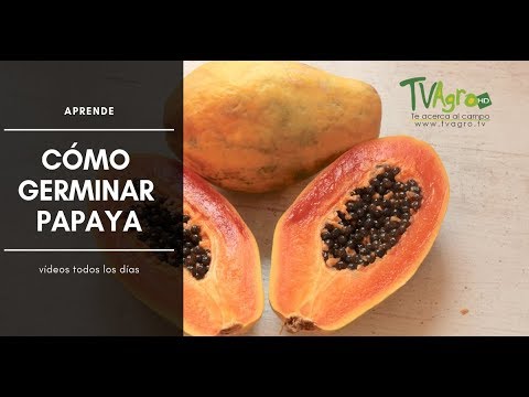 Aprende CÓMO germinar PAPAYA - TvAgro por Juan Gonzalo Angel