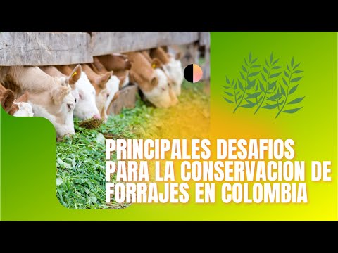 PRINCIPALES DESAFIOSPARA LA CONSERVACION DE FORRAJES EN COLOMBIA🌱🌳🤠🌟🔥