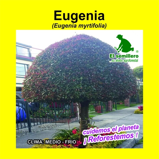 Eugenia