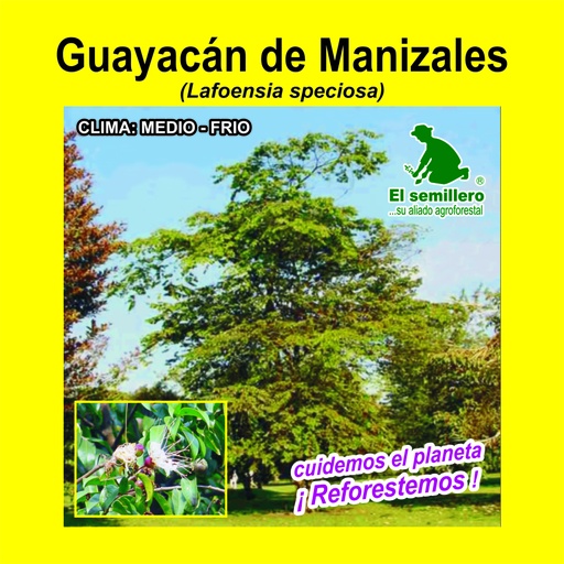 Guayacan de Manizales