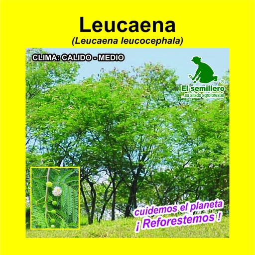 Leucaena