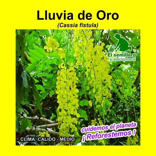 Lluvia de oro