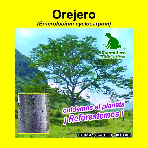 Orejero