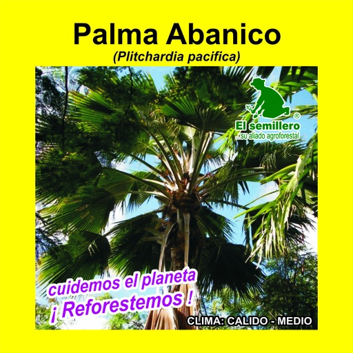 Palma Abanico