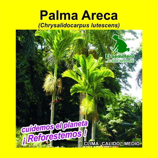 Palma Areca
