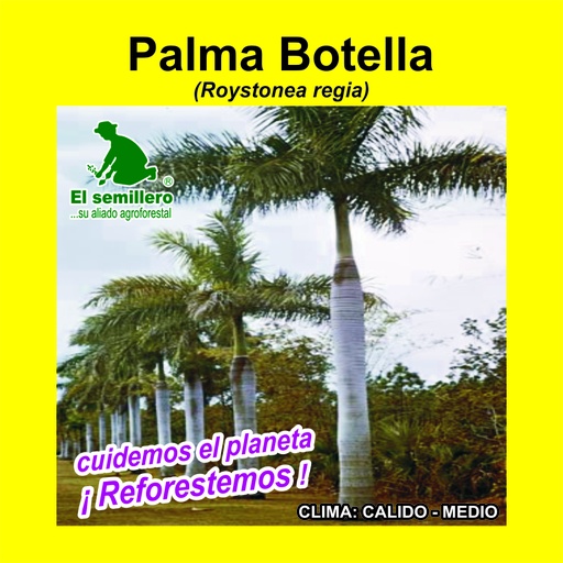Palma Botella